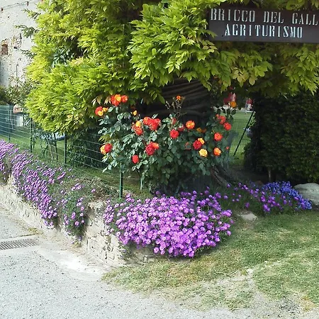 Bricco Del Gallo Sinio